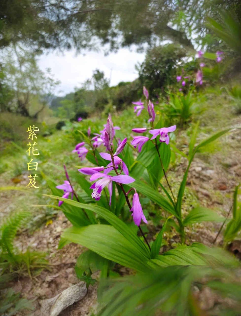 止血良药，家庭常备小妙招
