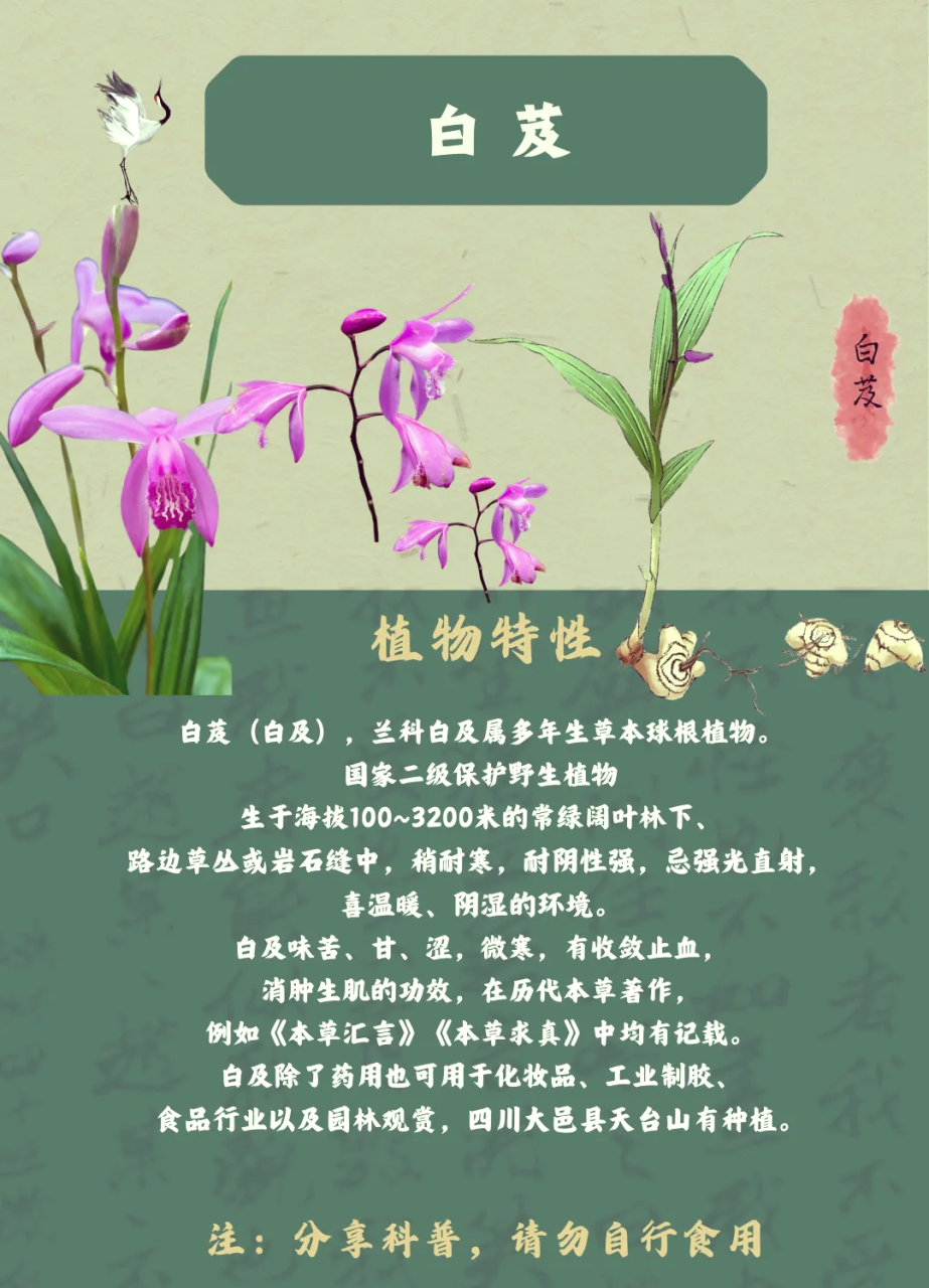 日常饮食中的养生搭配