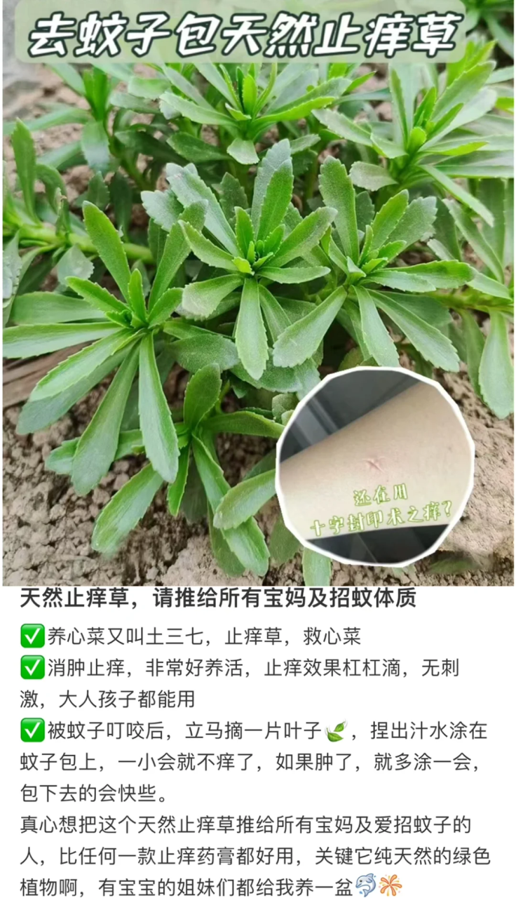 如何健康地吃养心菜?