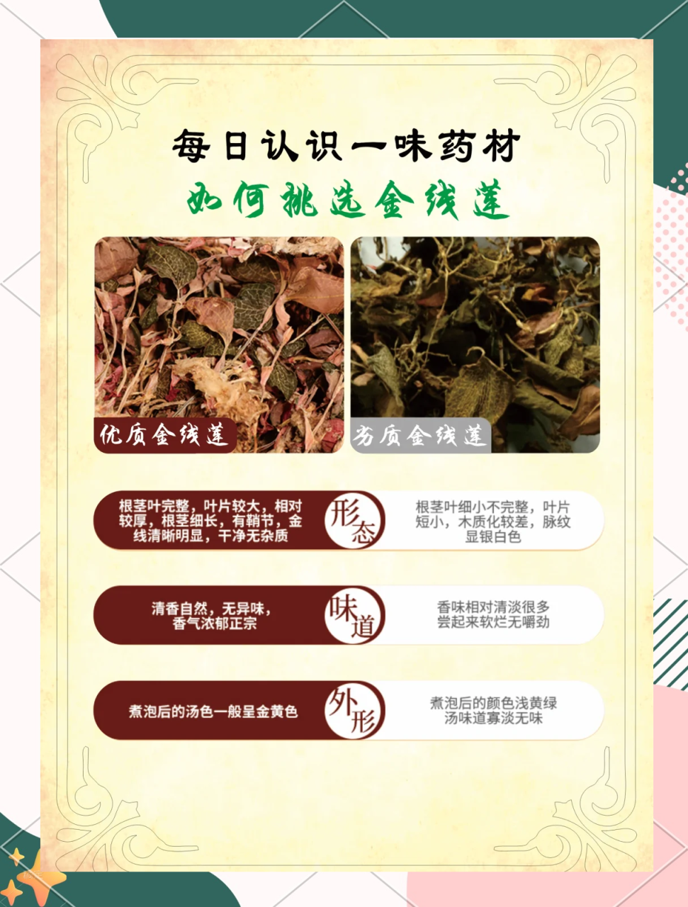 如何正确使用金线莲