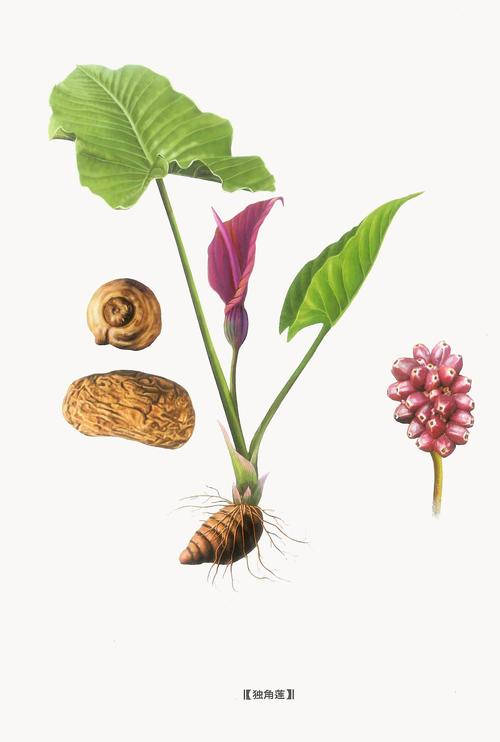 使用白附子的注意事项