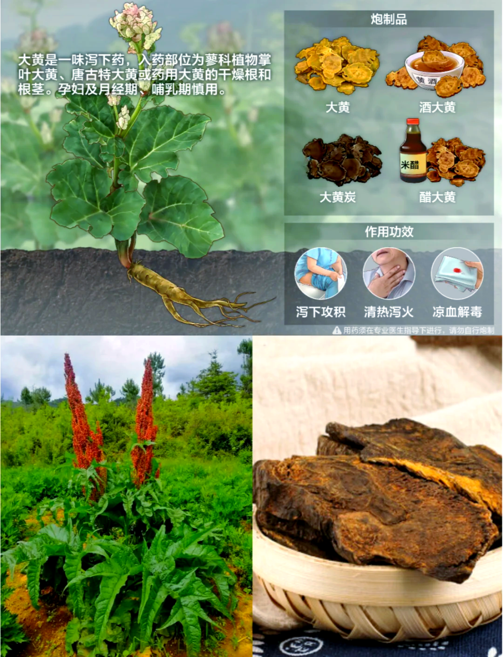 抗氧化与免疫调节