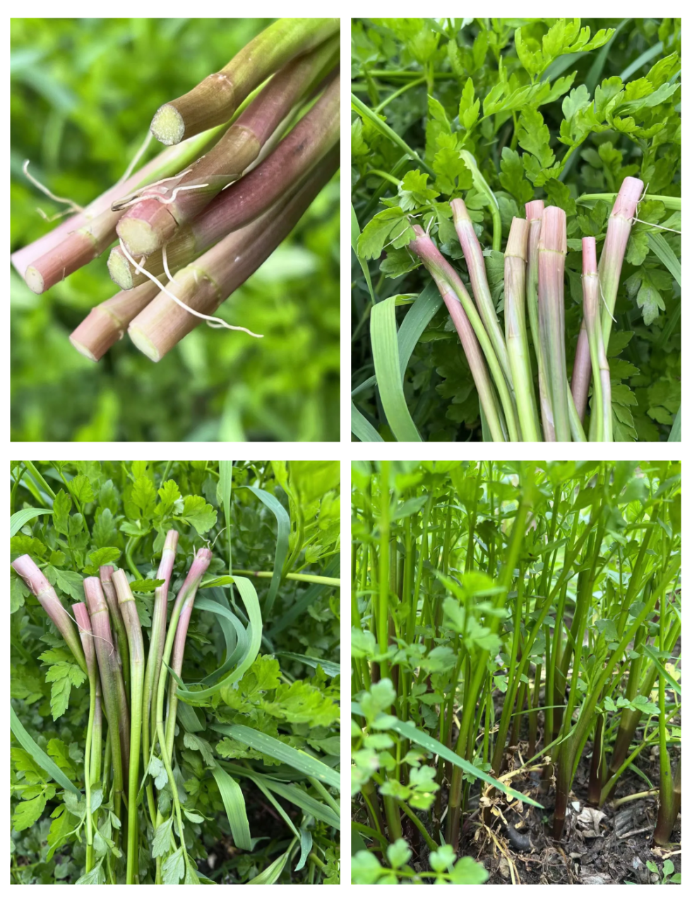 有利于控制高血压