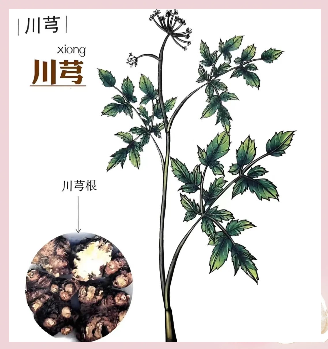 川芎的日常运用