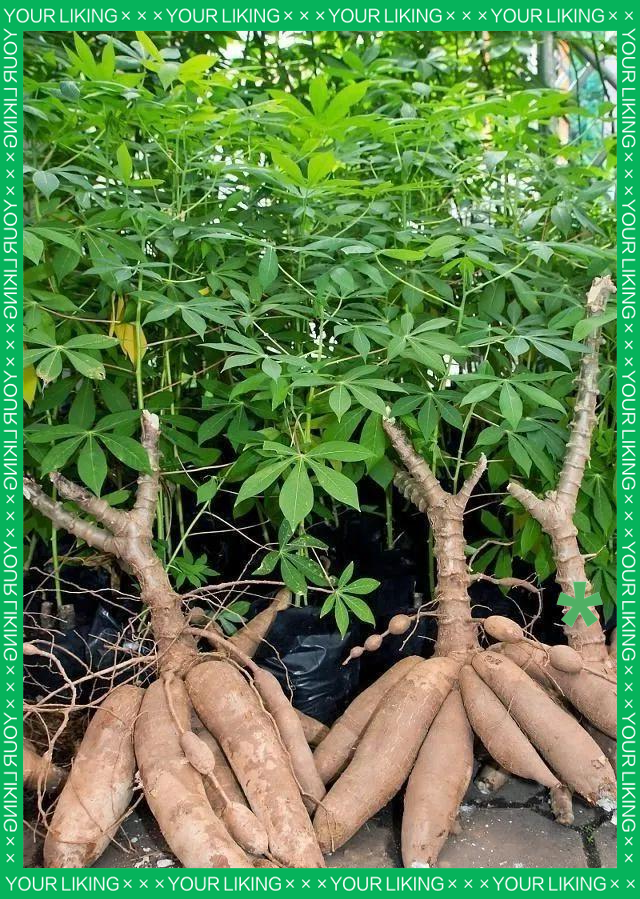 木薯不仅是食物,更是健康的选择