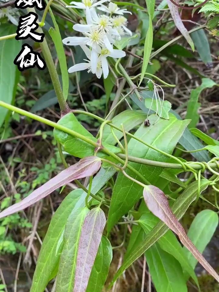 普遍的用处与应用方式