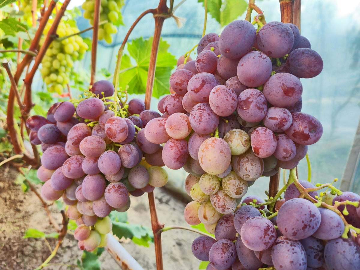 营养丰富,促进消化