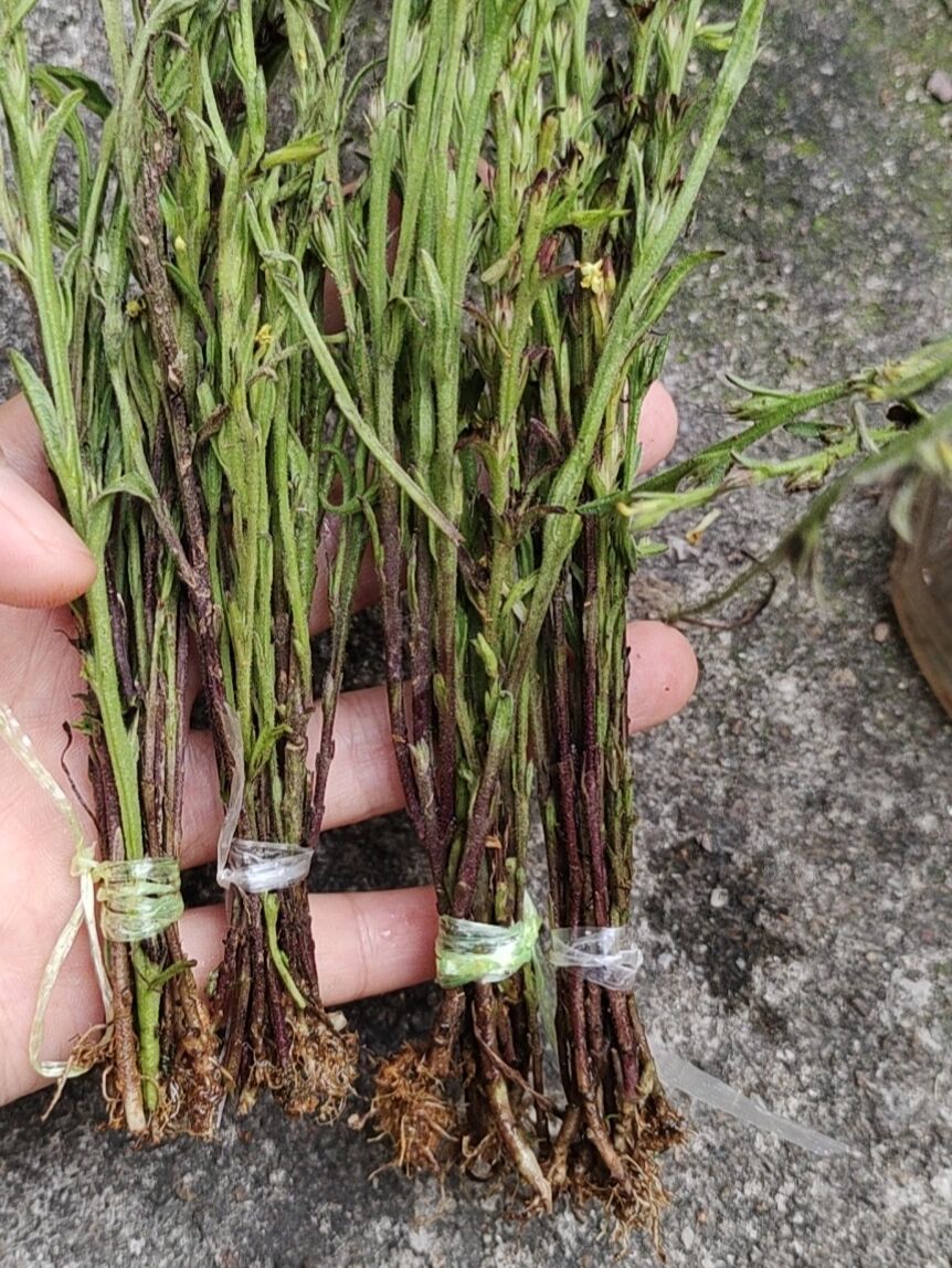 常见用途与使用方法