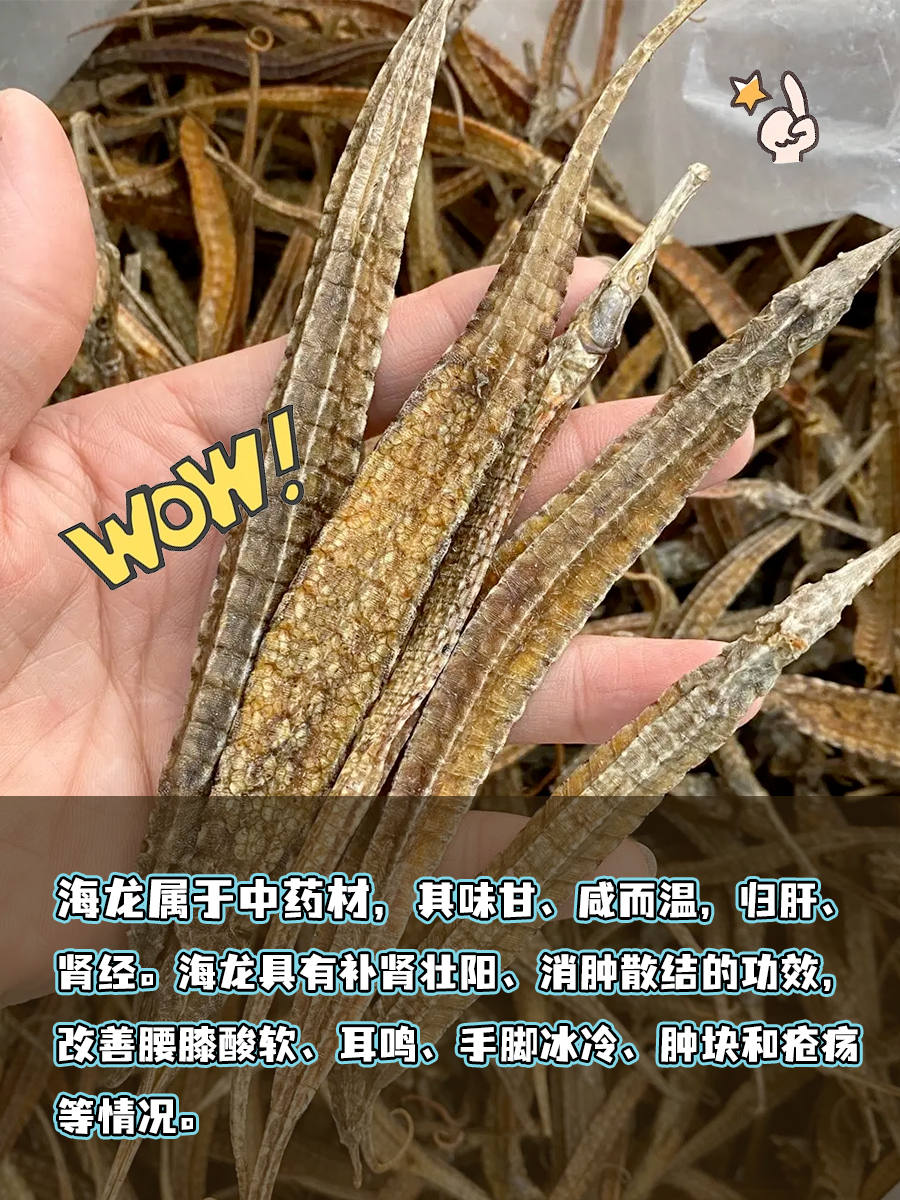 海龙现代化的药用价值