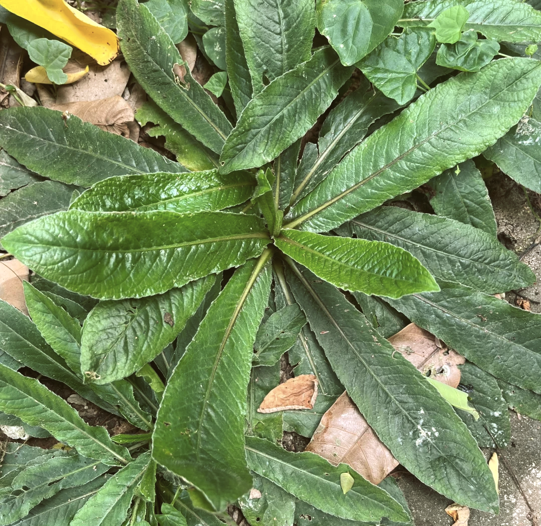 地胆头的健康功效