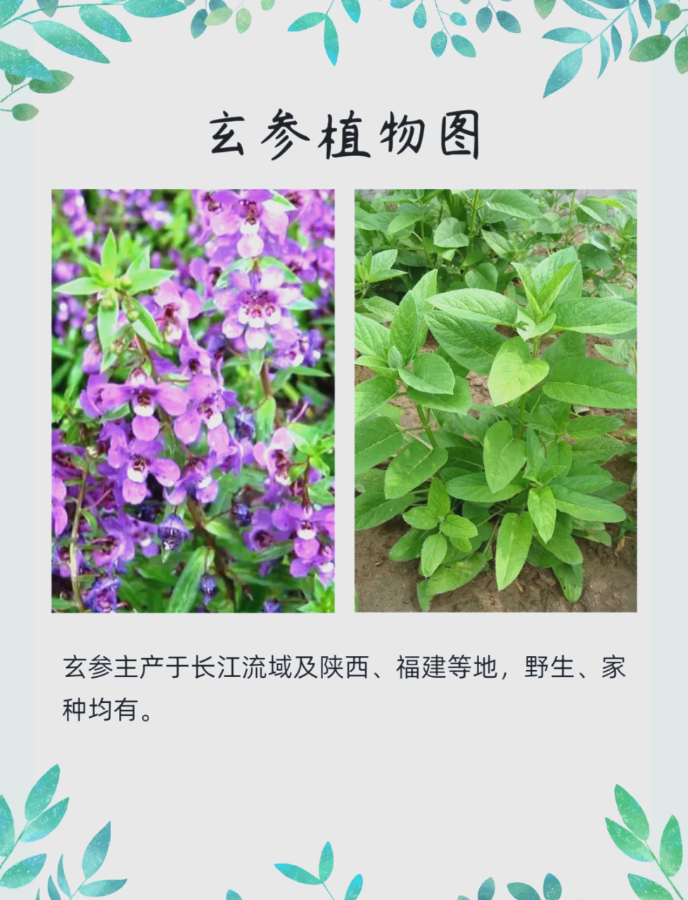 适合人群与食用方式