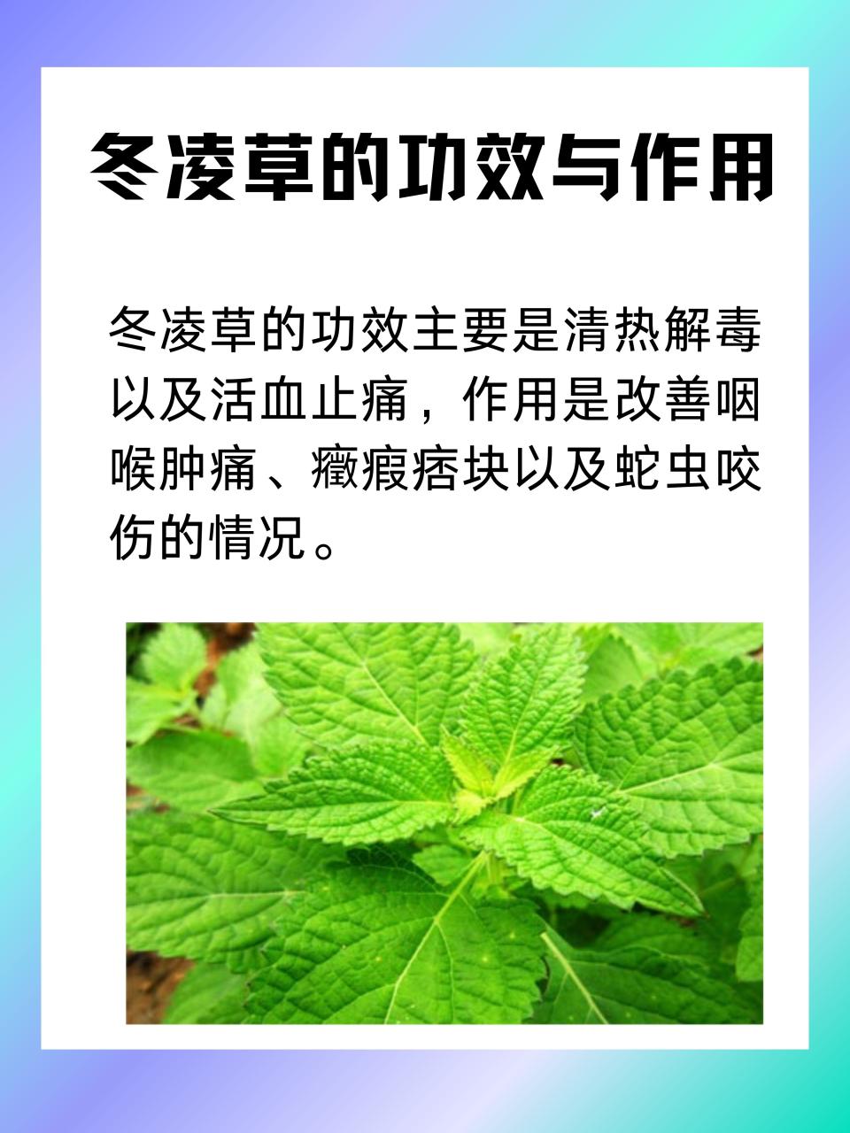 冬凌草的日常保健功效