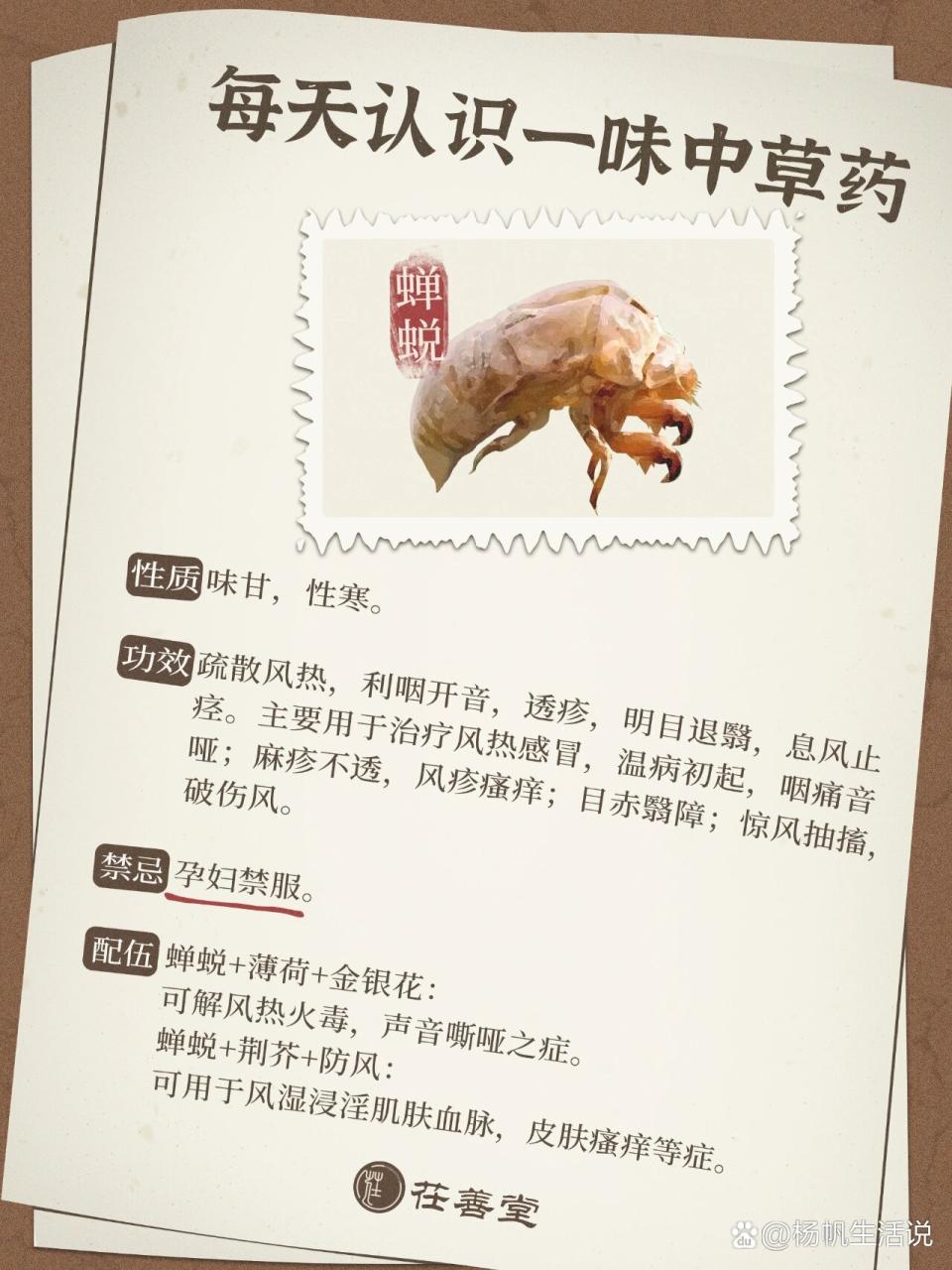 小贴士:如何挑选优质蝉蜕