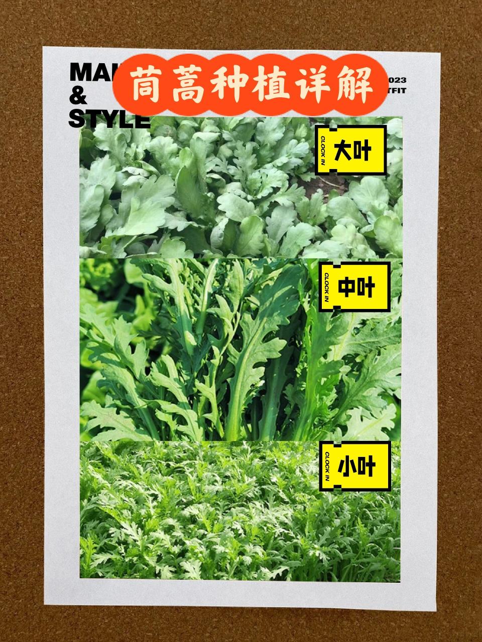 促进消化,增强免疫力