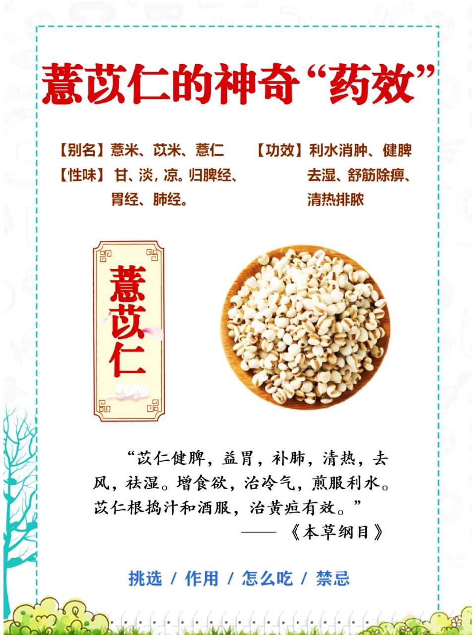 薏苡仁的日常应用