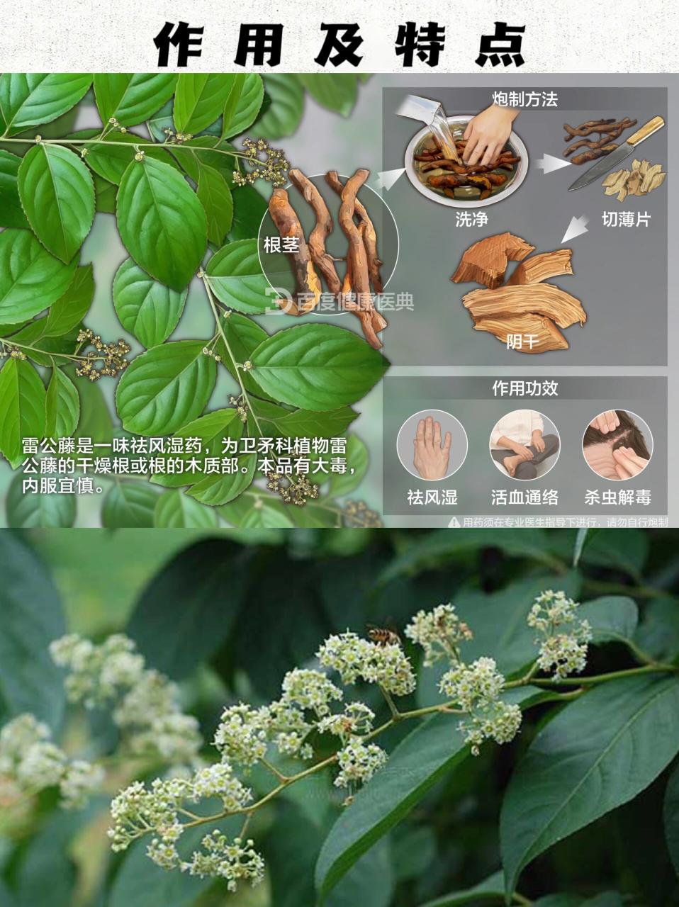 雷公藤的健康功效