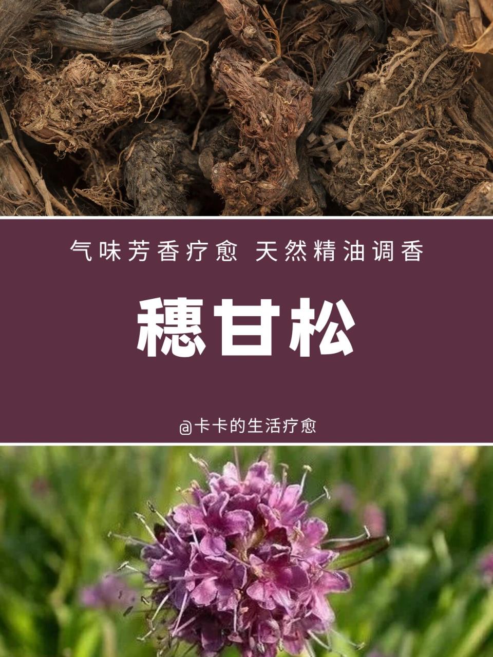 认识甘松,拥抱自然的力量