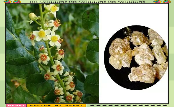 如何正确使用乳香