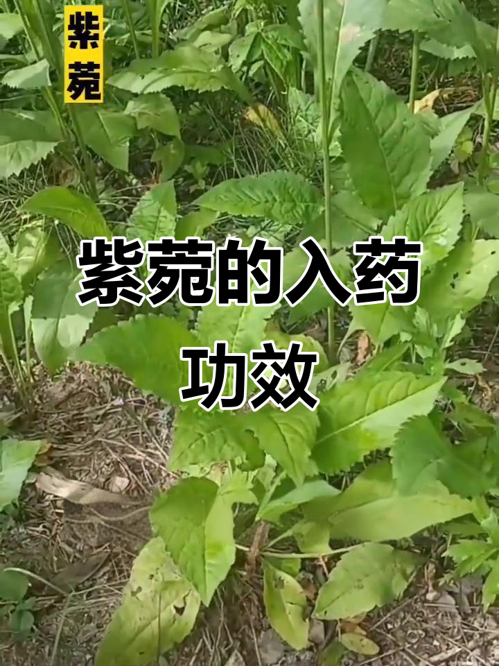 紫菀的药用价值