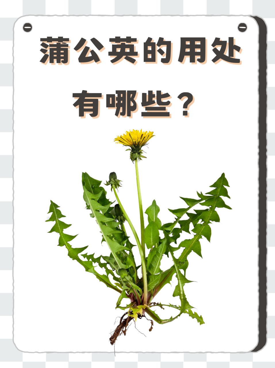 小小一株,大有讲究