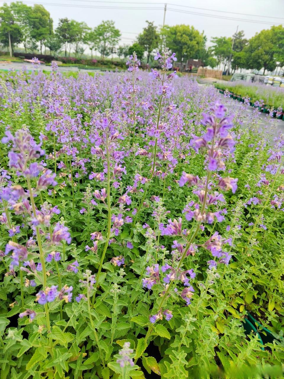 挑选与使用提议