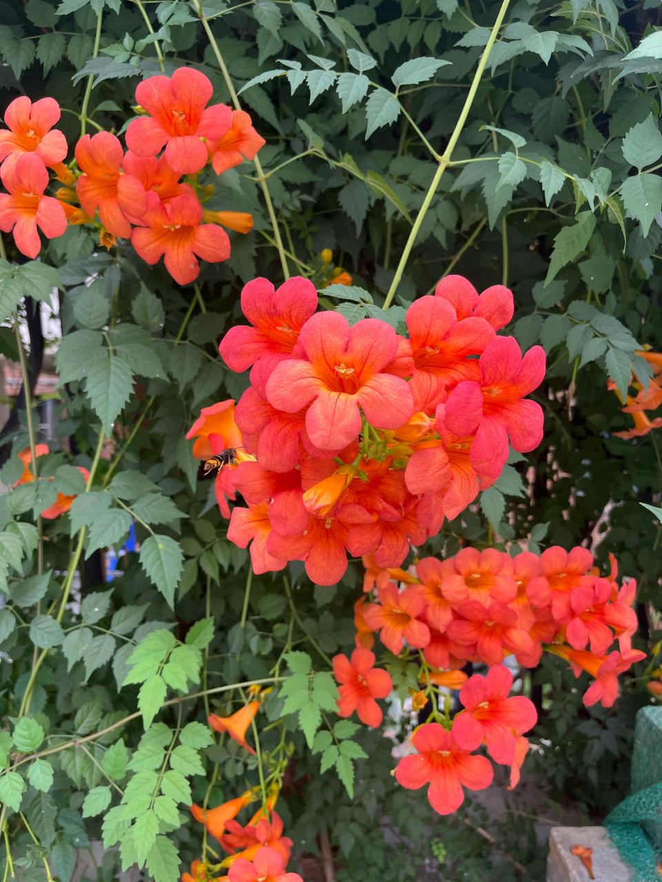 天然之选，健康之选