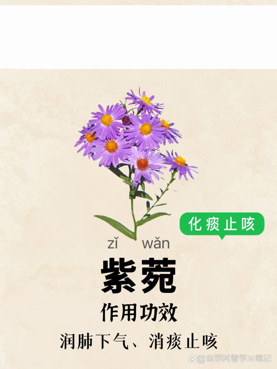 紫苑的常见用途与使用方法