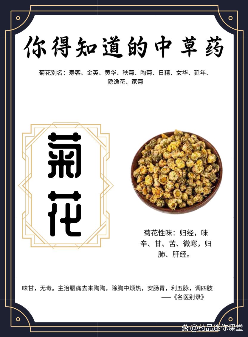 菊花,自然的馈赠