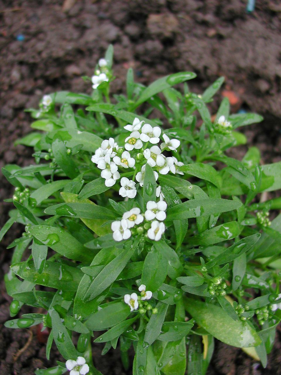 健康益处多多,适合日常食用