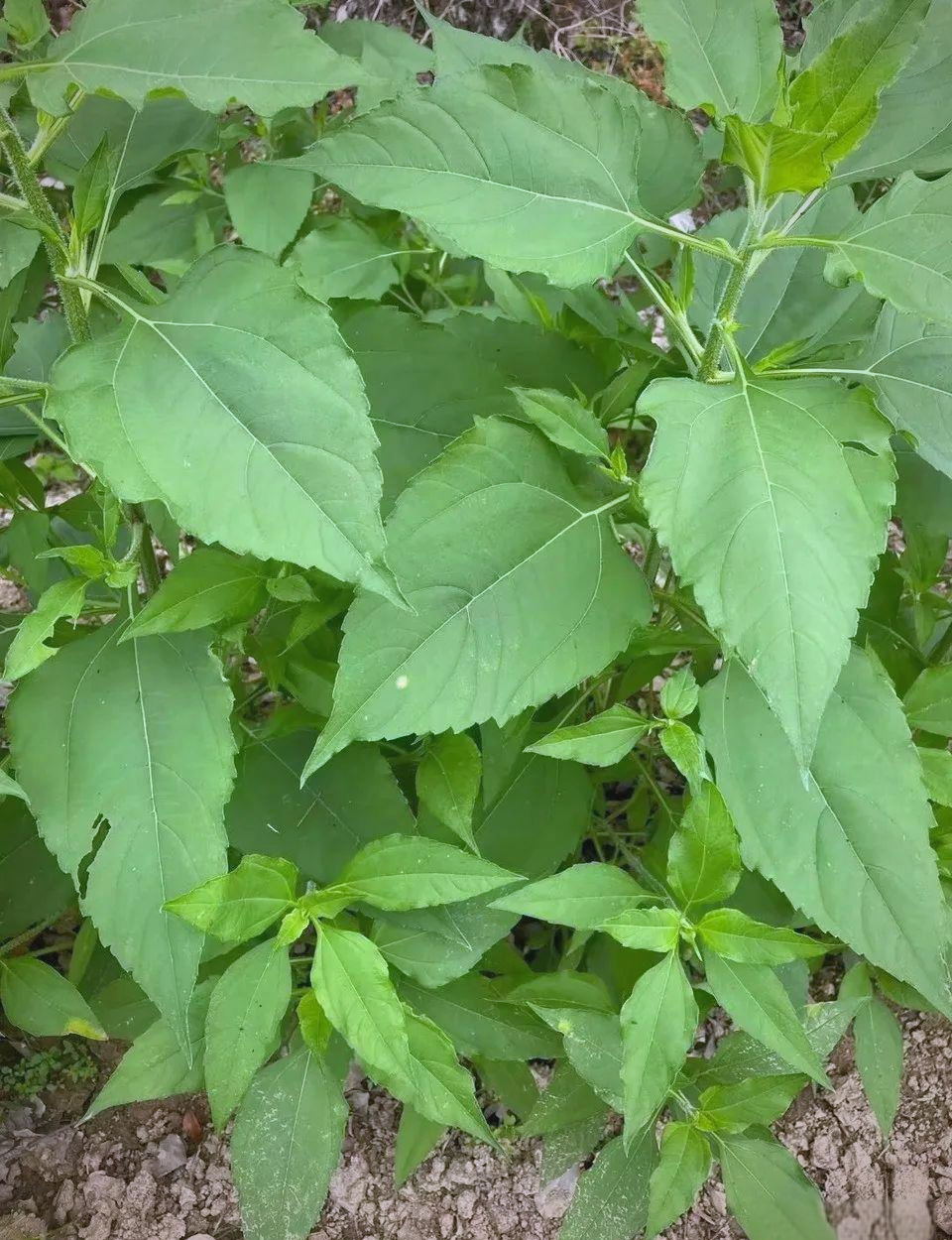 结果:让姜变成饭桌上的熟客