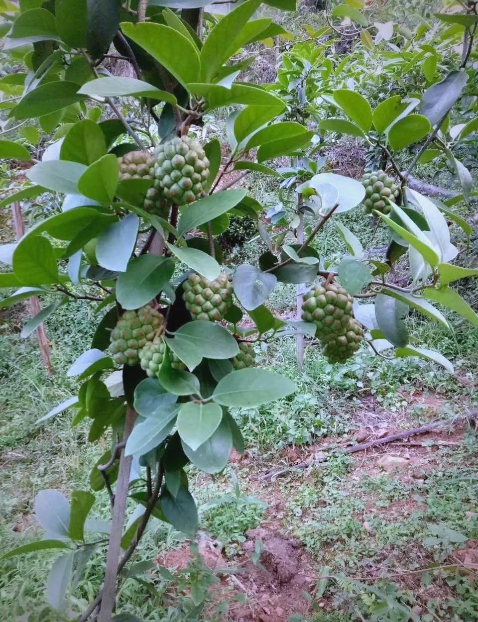 一般来说,黑虎作为一种传统式中草药材,不但在临床治疗中发挥出色,并且在当代身心健康中占有一席之地。掌握它的作用和作用能帮助我们更好地利用这类当然礼品来维护我们的健康。
