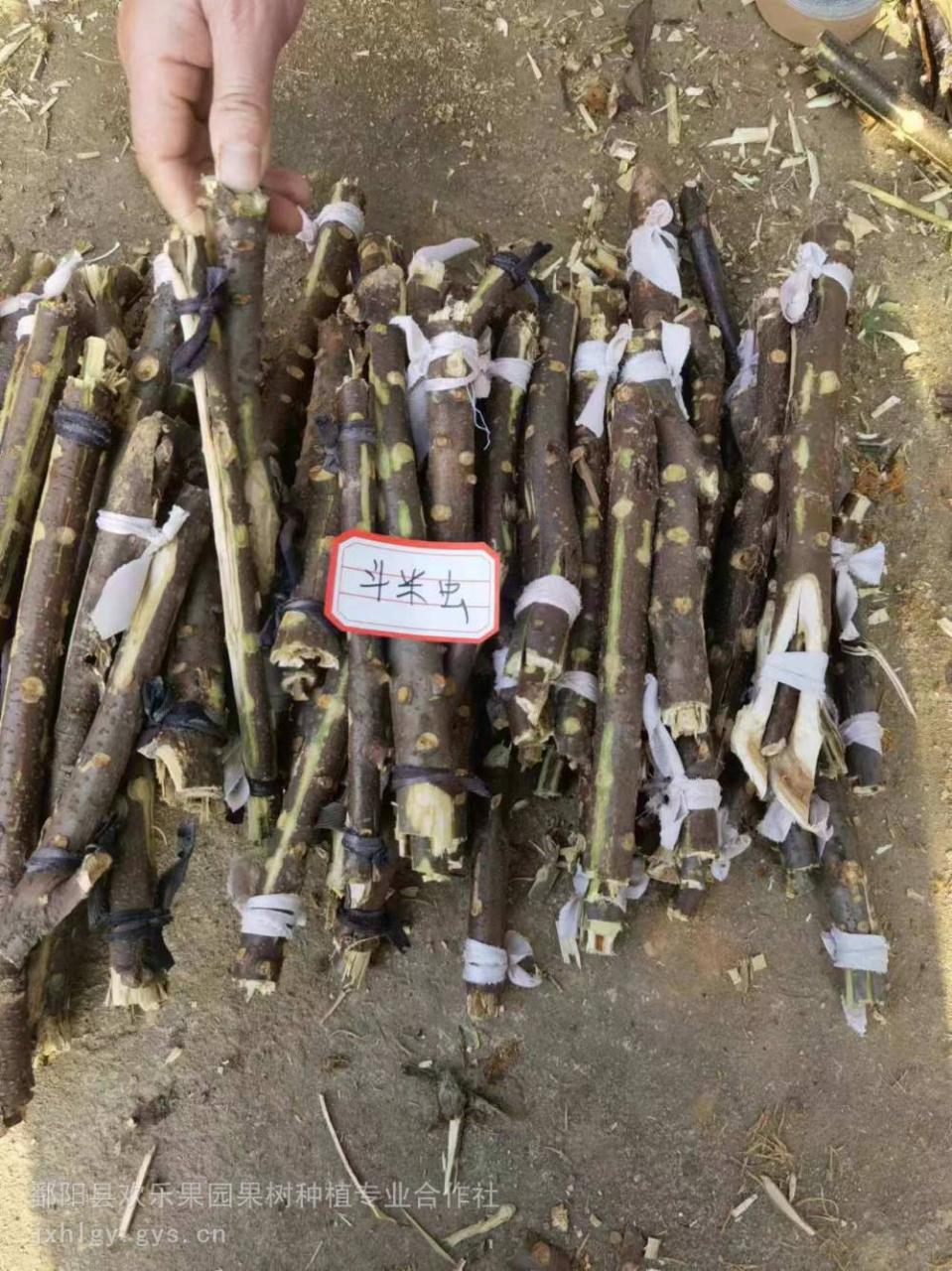 合理食用,注意安全