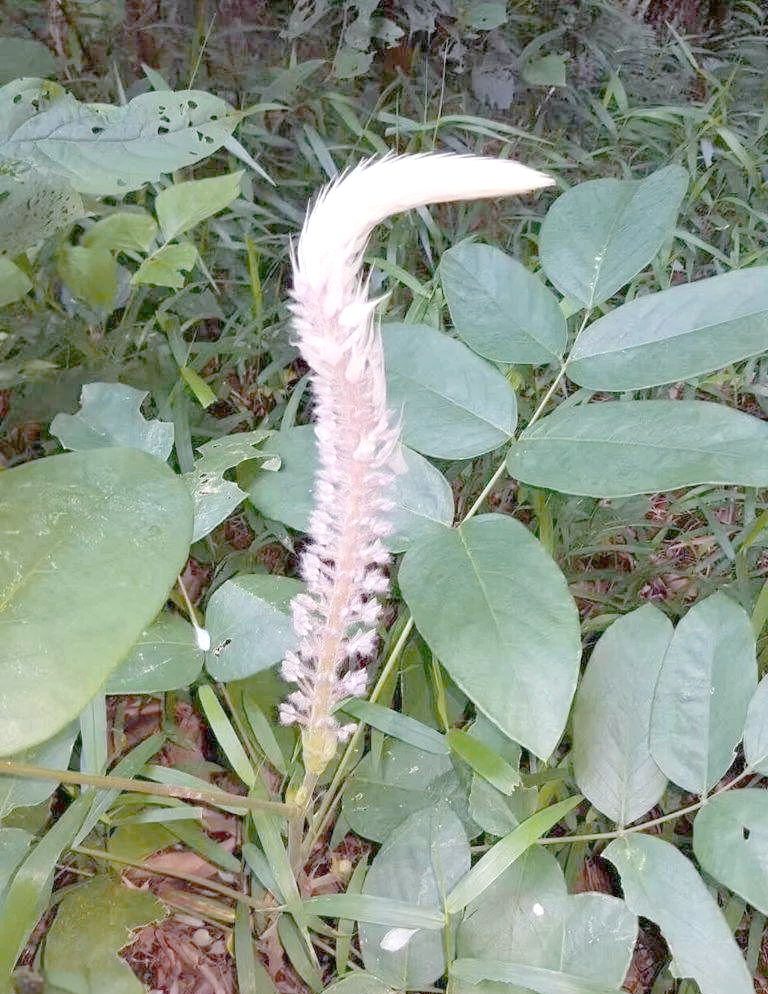 多样应用,生活更便捷