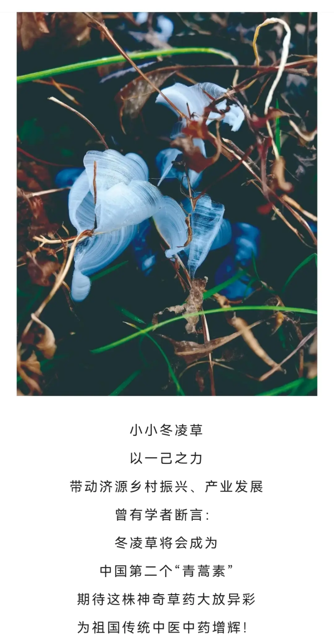 自然馈赠的健康之选