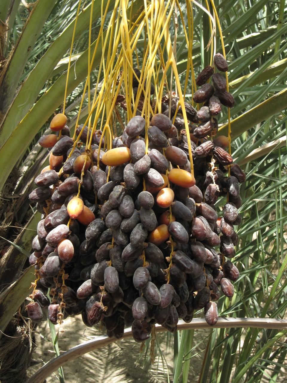 选择椰枣,选择自然的馈赠