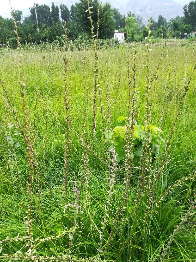 常见用途与使用方法