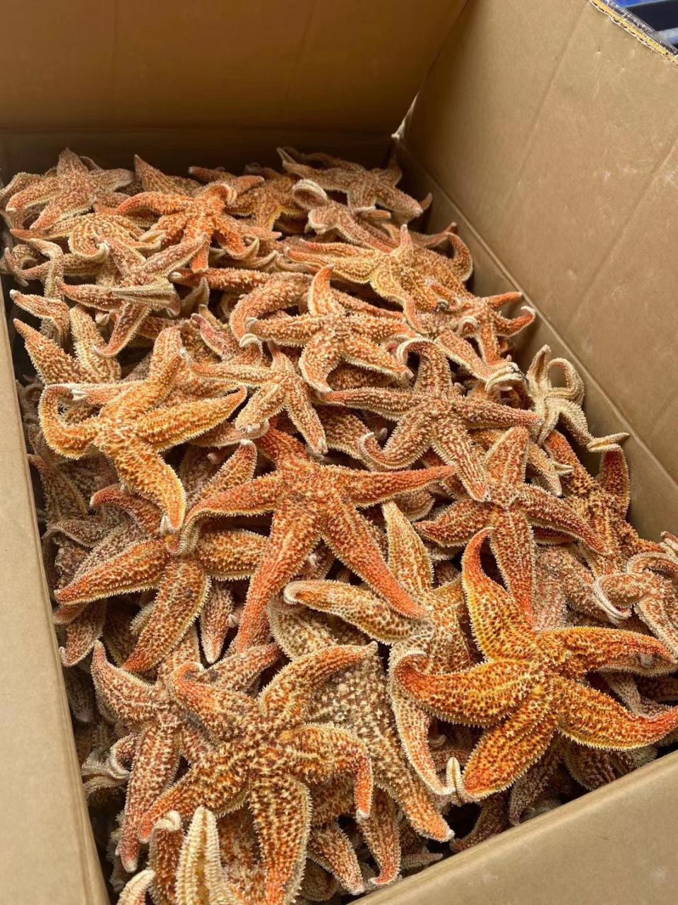 如何科学食用海星