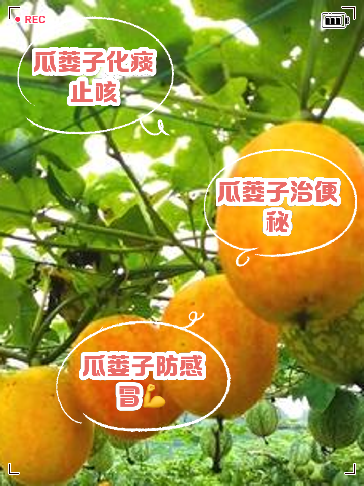 天花板健康作用