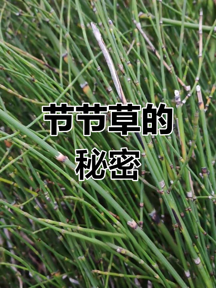 健康功效不容忽视