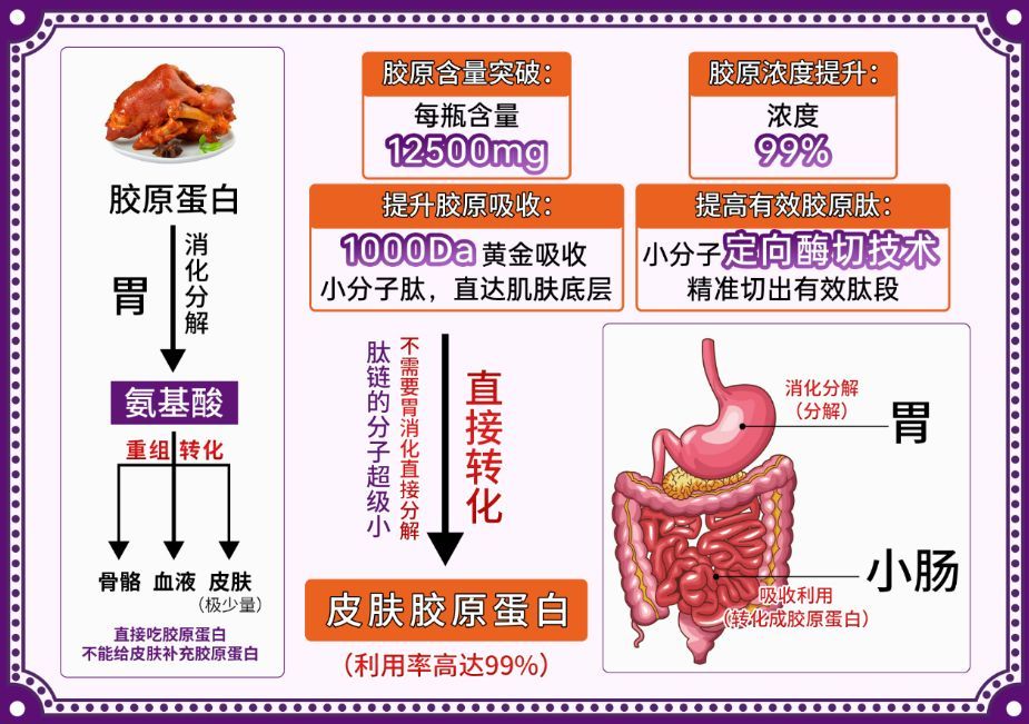 胶原蛋白肽对关节的保护作用
