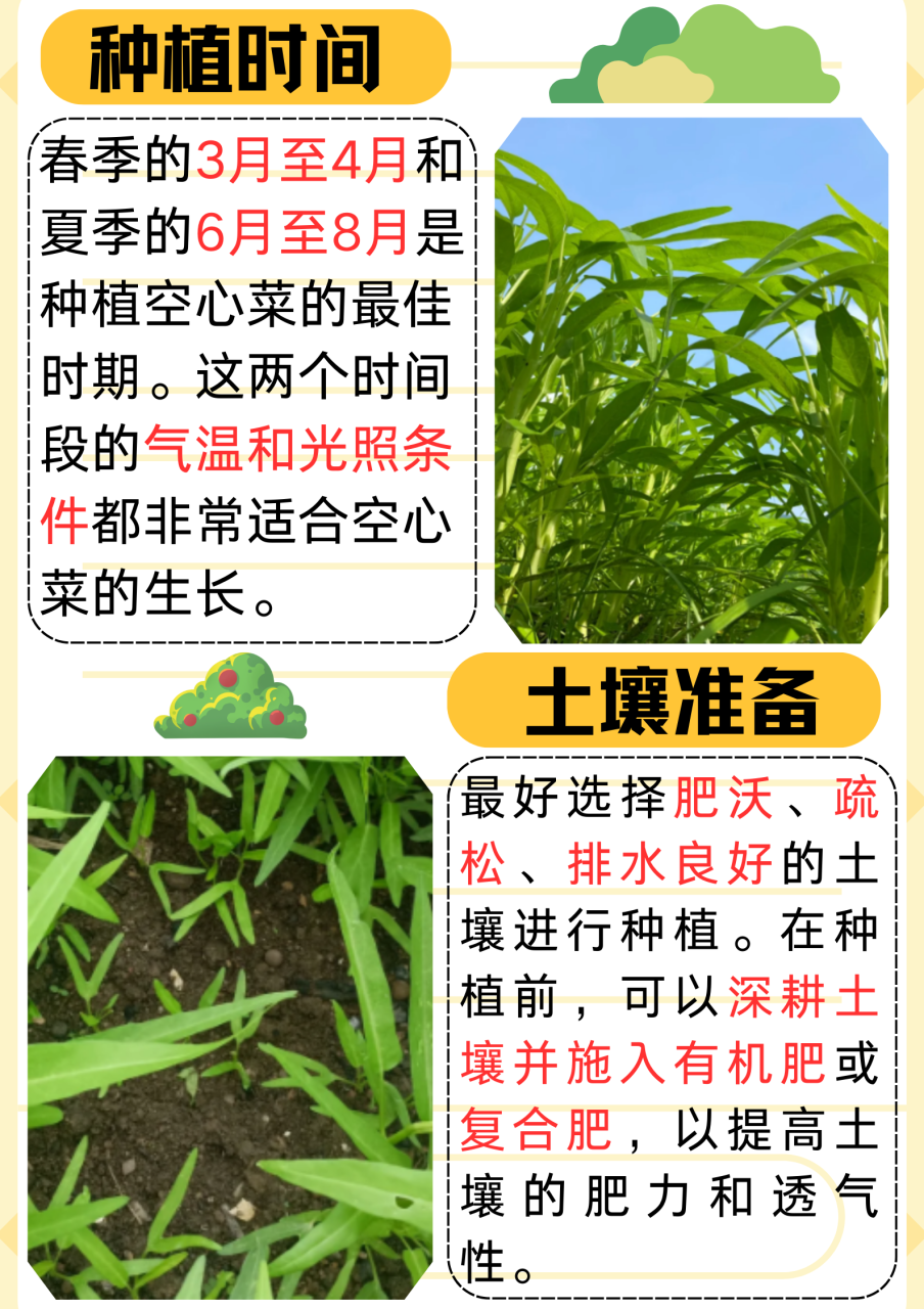 清热解毒,缓解暑热不适