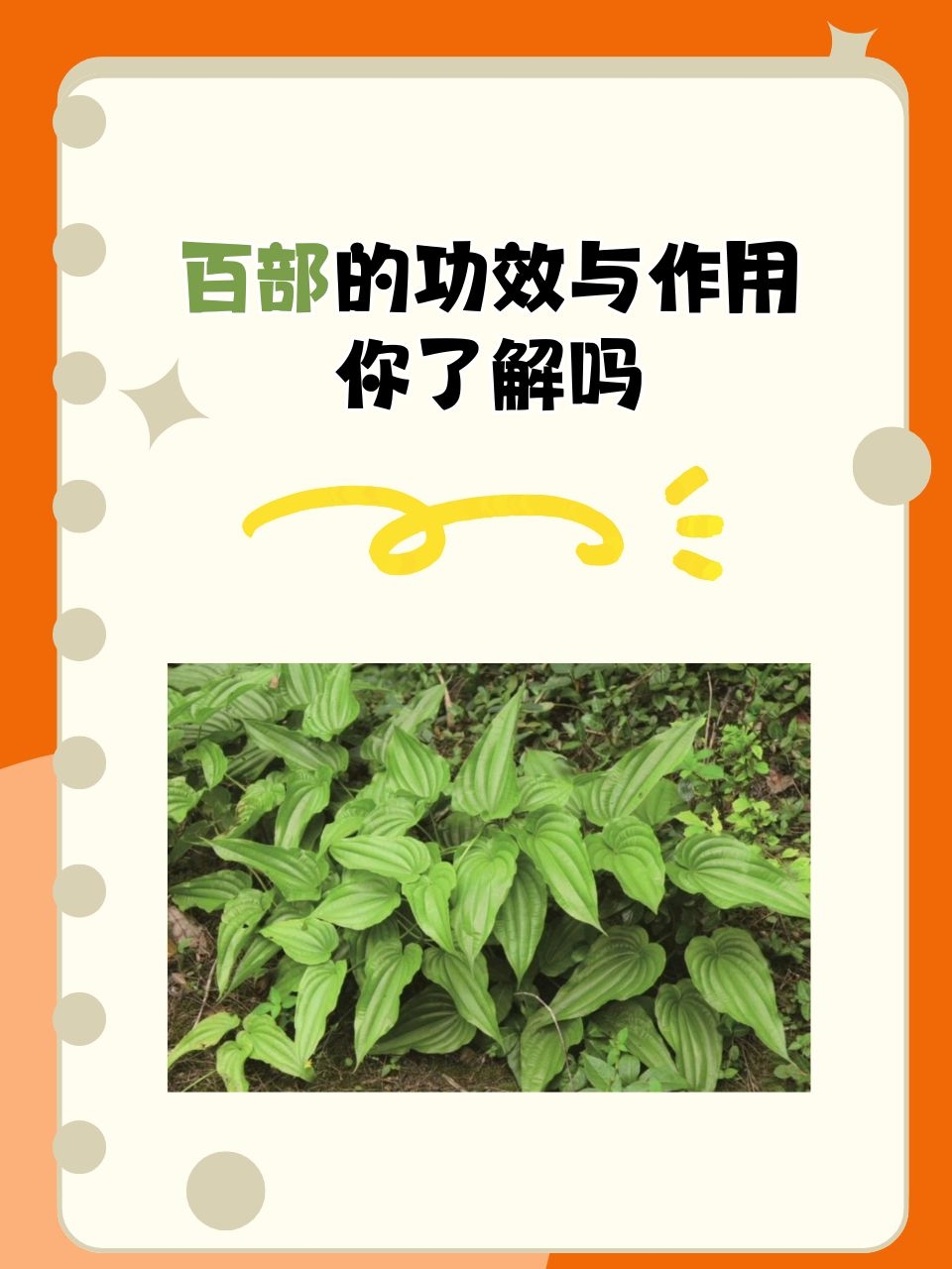 百部的健康益处