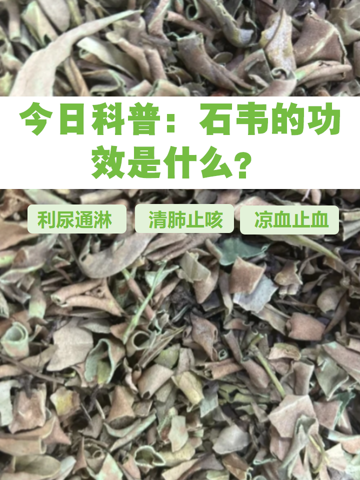 石韦的日常运用方式