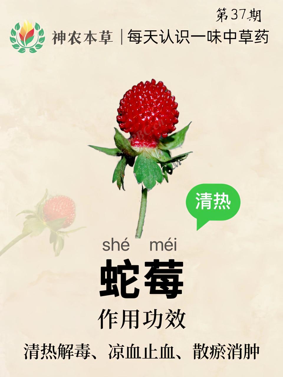 如何正确使用蛇莓?