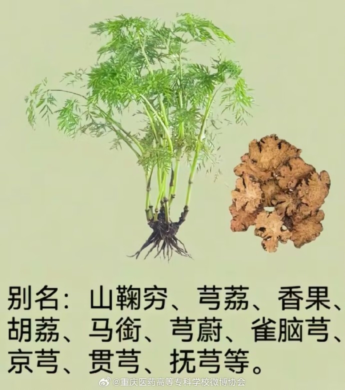 挑选川芎,选好才是重点