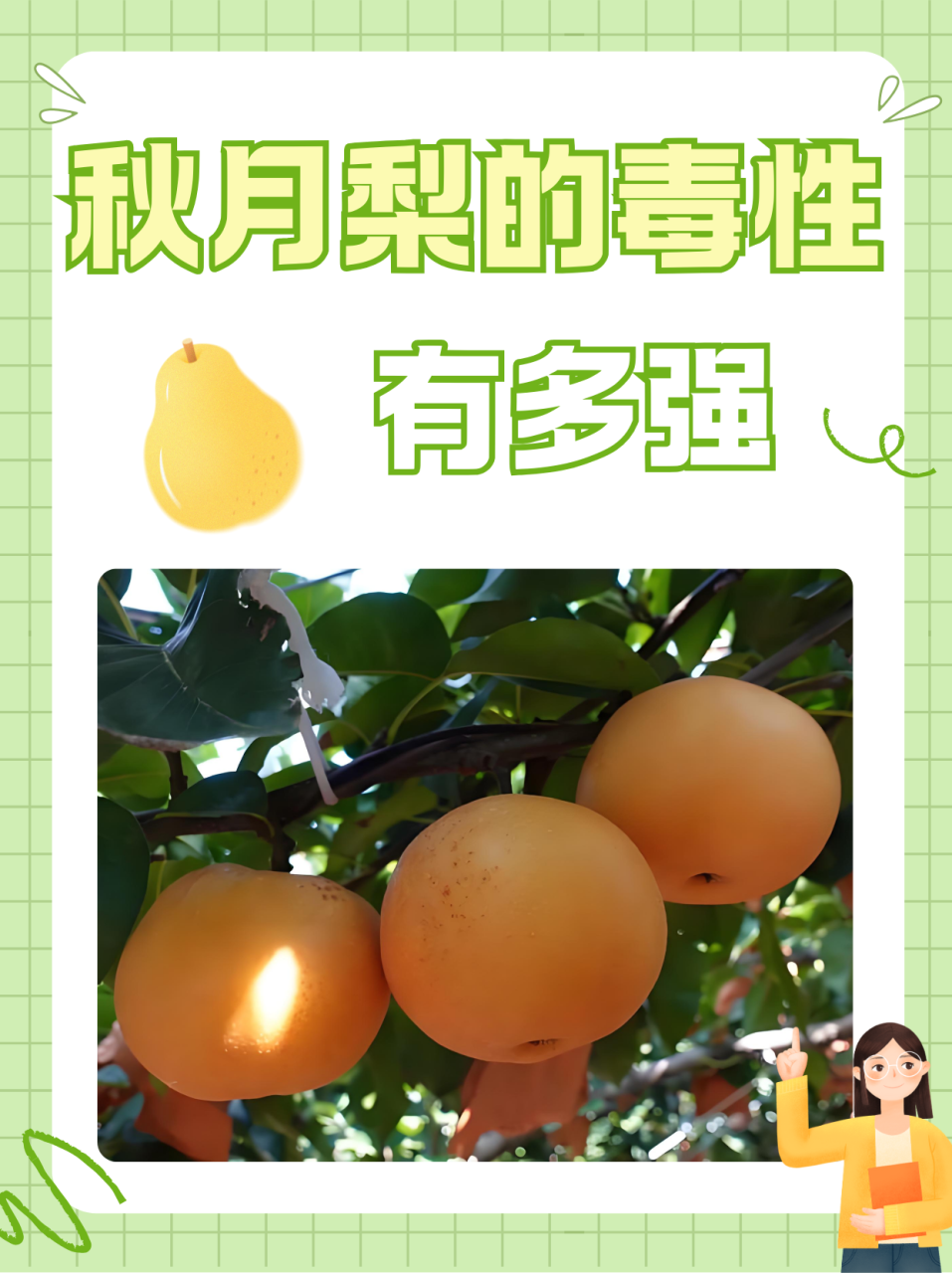 清热解毒,润燥止咳