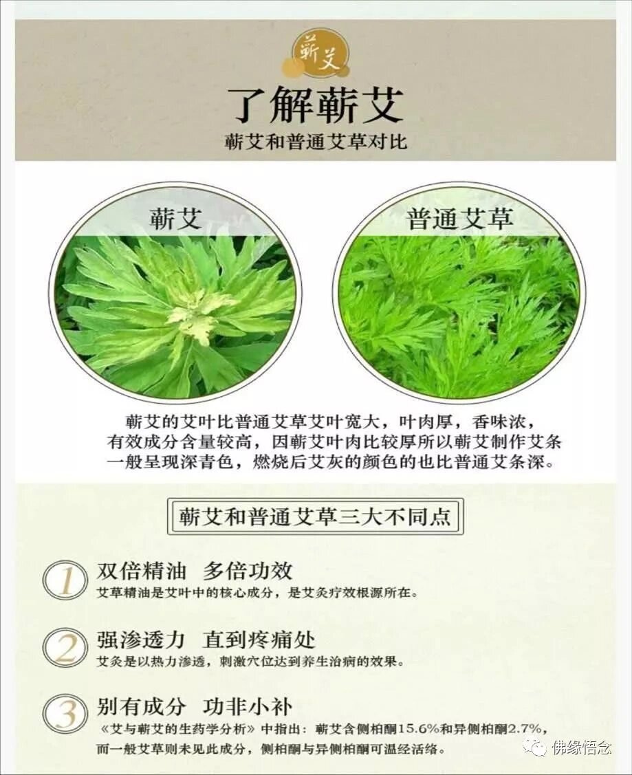 选择优质艾叶,效果更佳