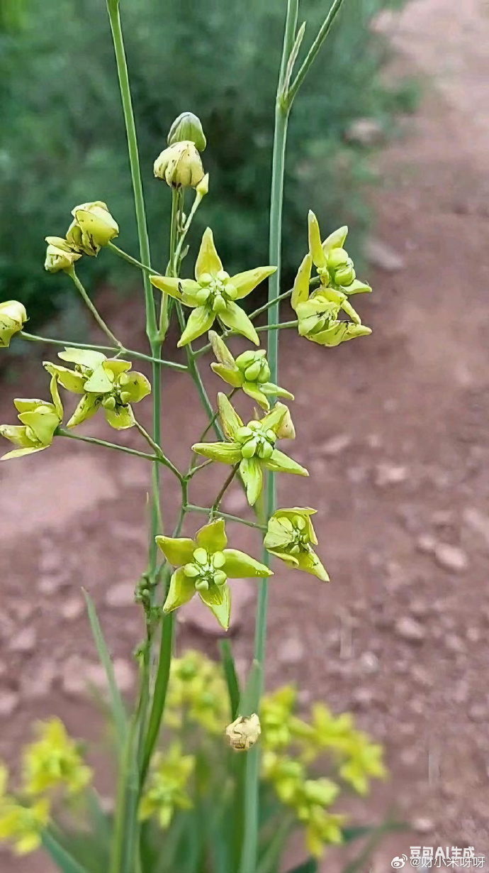 外敷内服,灵活多用