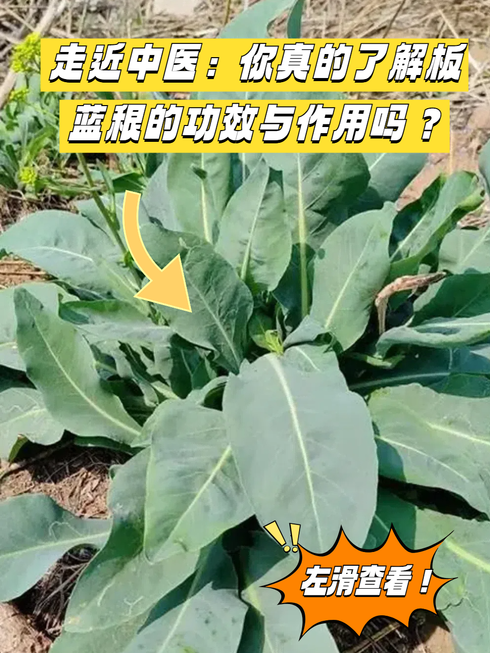 日常保健的小帮手