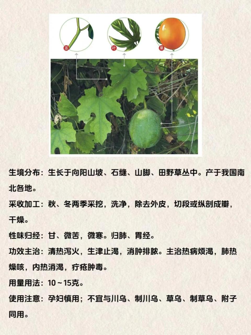 药用价值与临床应用